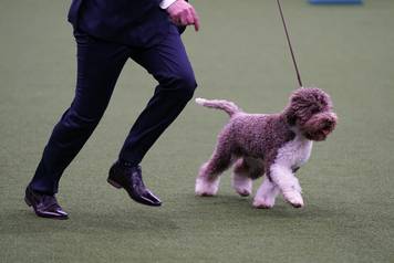 Crufts Dog Show - Day Four