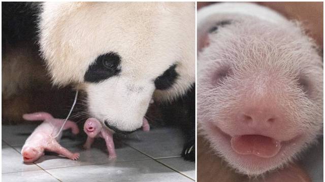 FOTO Preslatko! Velika panda prvi put okotila blizanke u Južnoj Koreji: 'Iskazuje ljubav'