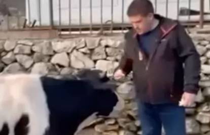 VIDEO Butković objavio snimku, ovaj put s kravom: 'Neće tebe nitko uzeti. Ni Zoran ni rođak'