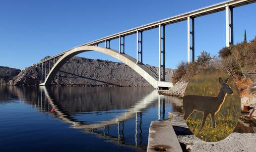 Umornog Bambija kraj Krčkog mosta spasili od sigurne smrti