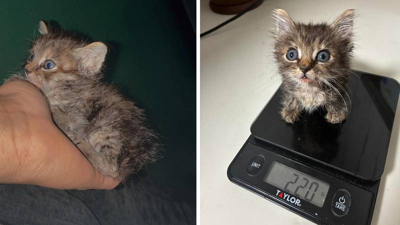 Sićušni mačić težak 220 grama postao viralna senzacija: Mjau!