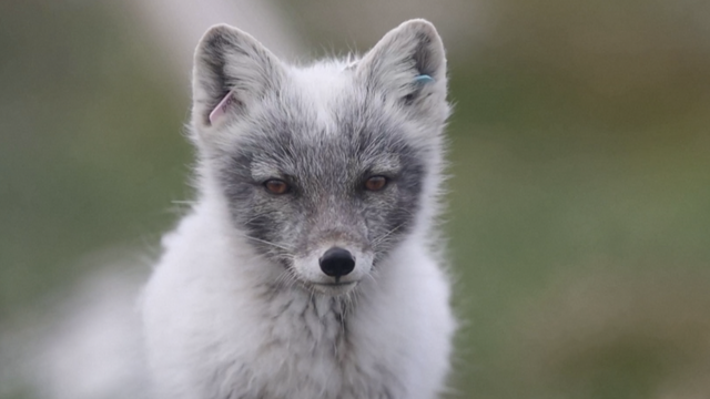 U Norveškoj su uspješno vratili populaciju artičkih lisica: 'Bilo ih je svega 50 prije 19 godina'