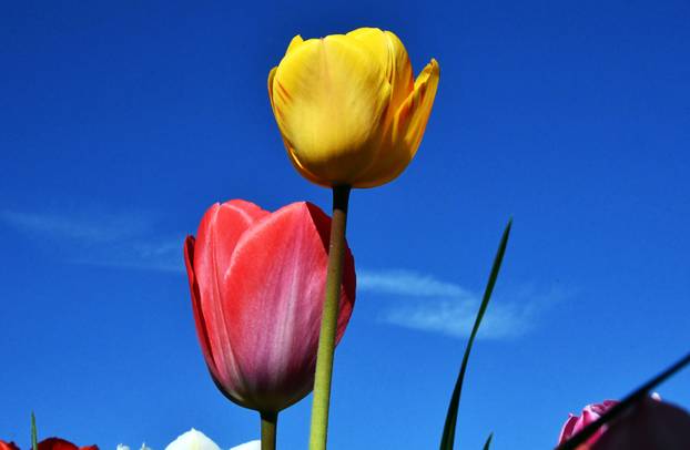 Slavonski Brod: Šarene cvjetne gredice rascvjetalih tulipana svojom ljepotom krase gradske parkove