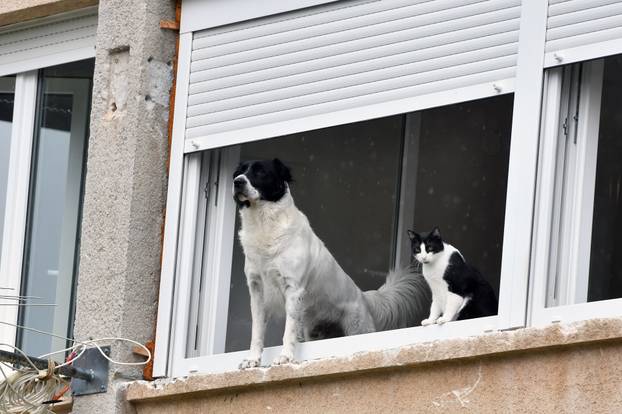 Šibenik: Kada ?e prestati kiša, pitaju se pas i ma?ka strpljivo gledaju?i kroz prozor
