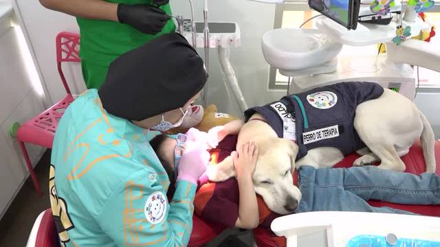 Friendly labrador Aldo calms Ecuadorean kids at dentist's office