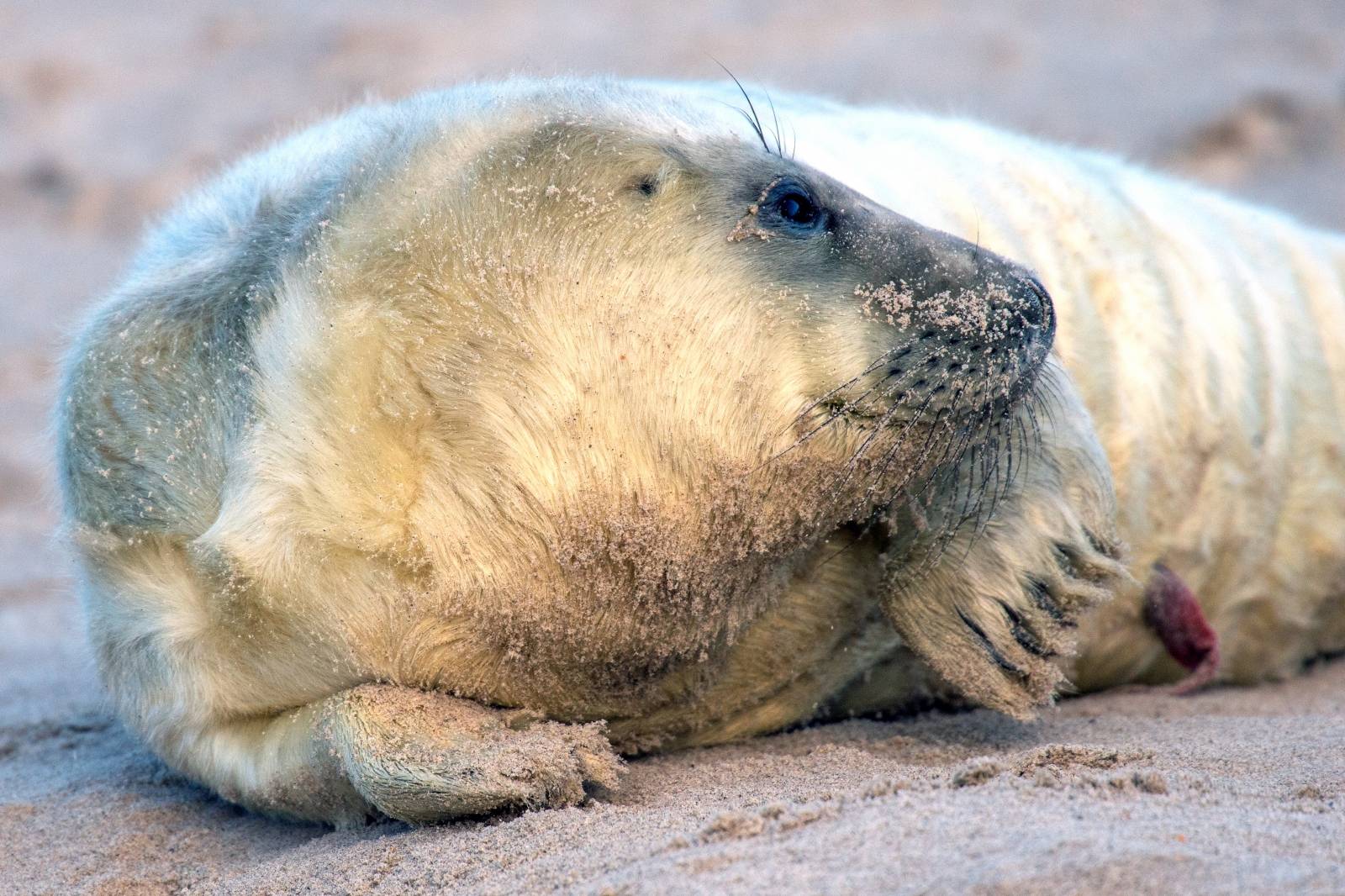 Seal offspring on Helgoland