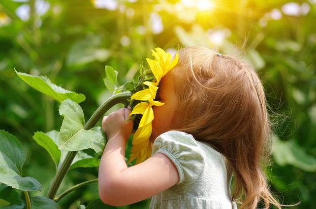 Happy,Little,Girl,Smelling,A,Sunflower,On,The,Field,.