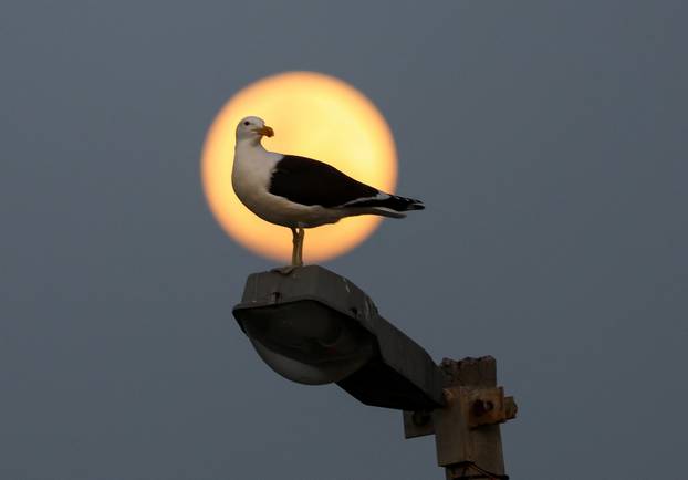 A seagull stands on a lamp post during a full moon known as the 'Blue Moon' in Cape Town