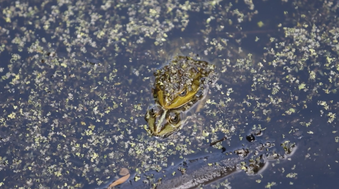 Žabe rade na natalitetu: U bari  u Turopolju se sočno ljubakale