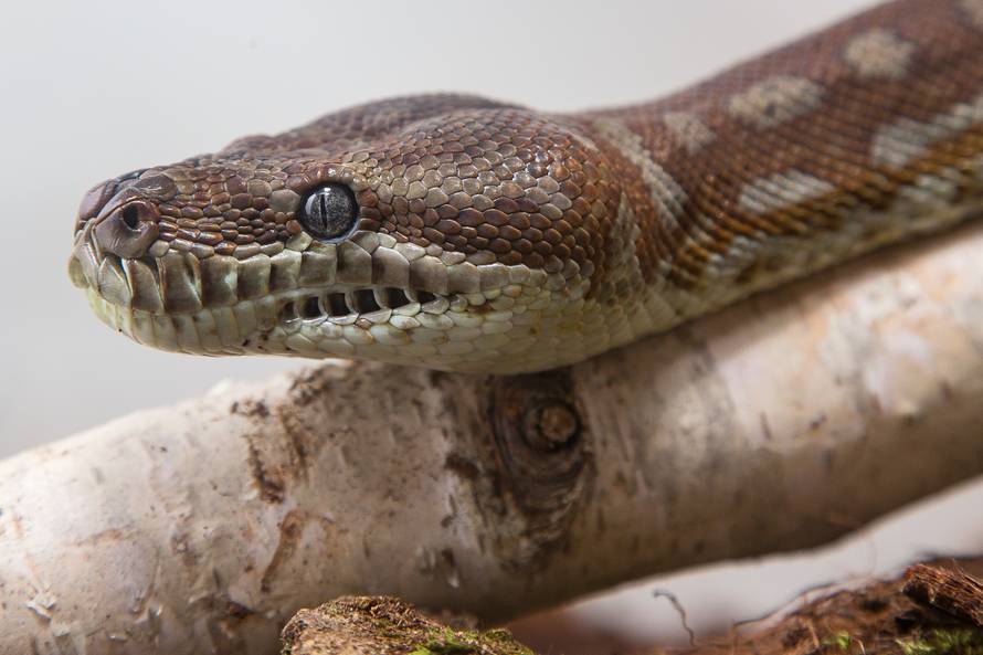 E za ovo je potrebna hrabrost: Studentice se igrale sa zmijom