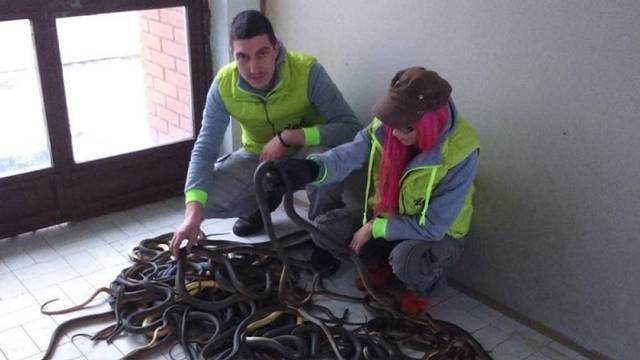 Iz šahtova u tvornici izvukli 50 zmija, pustit će ih na slobodu