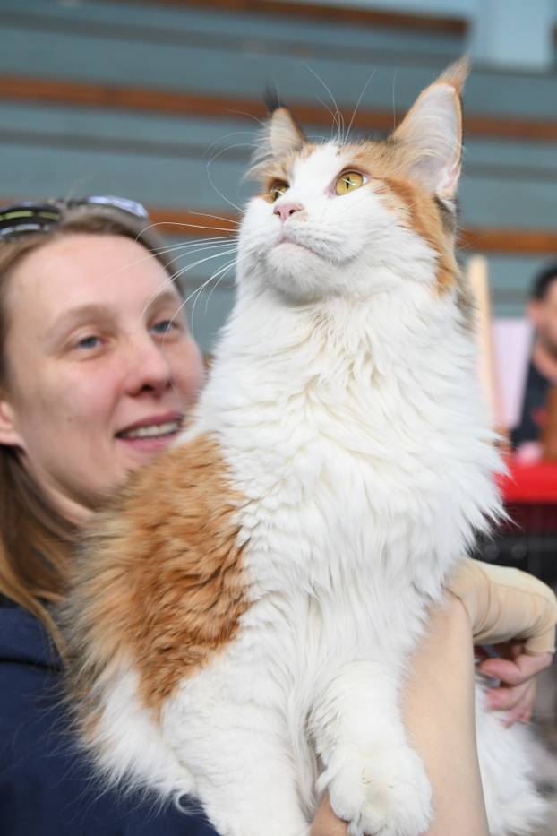 Bjelovar: Međunarodna izložba pasminskih mačaka u organizaciji Saveza felinoloških društava Hrvatske