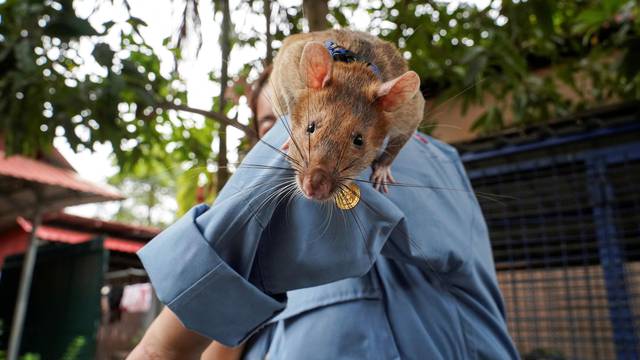 FILE PHOTO: Magawa, the recently retired mine detection rat, plays with his former handler So Malen at the APOPO Visitor Center in Siem Reap, Cambodia
