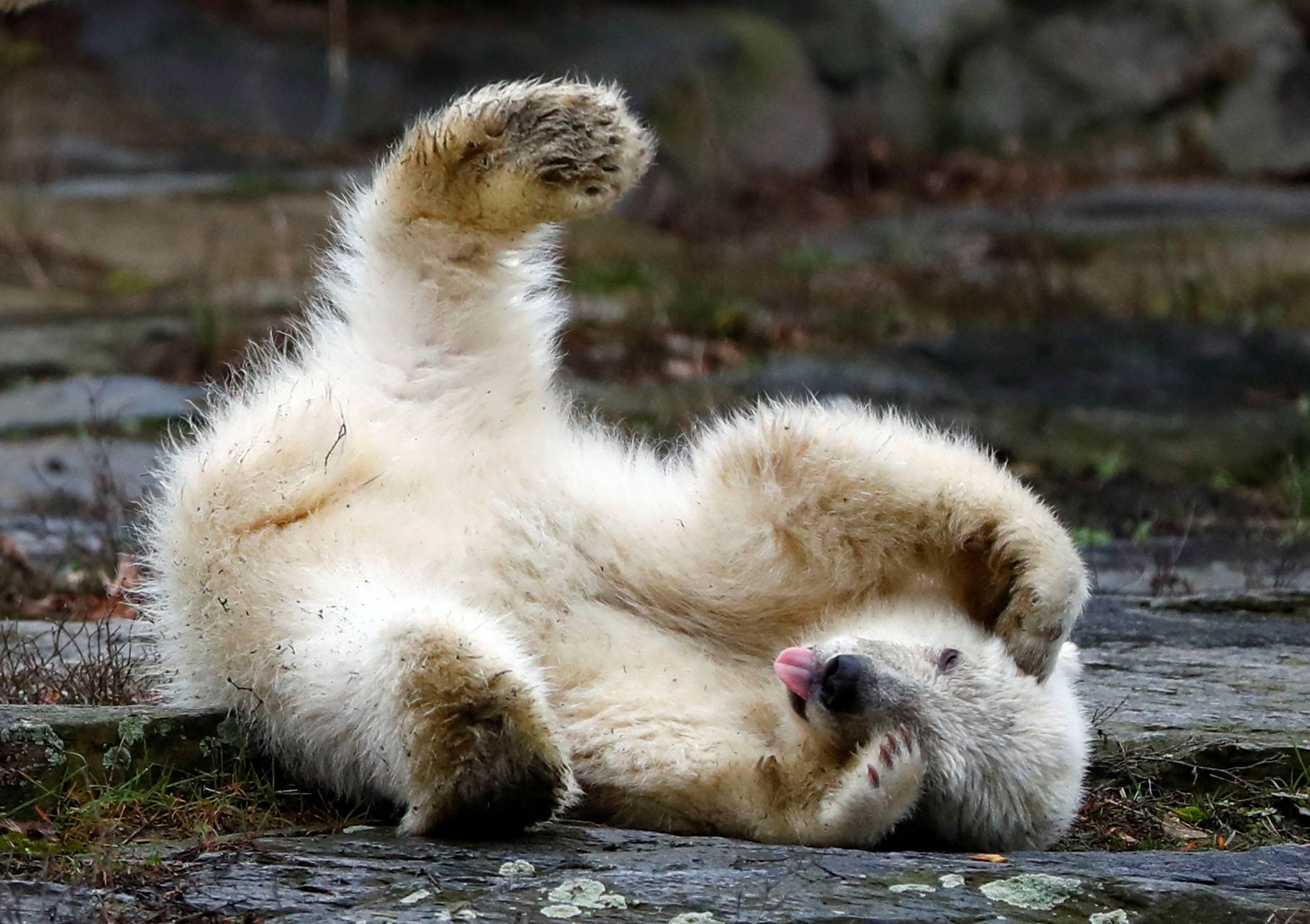Female polar bear cub, born on December 1, 2018, is seen during her first official presentation for the media at Tierpark Berlin zoo in Berlin