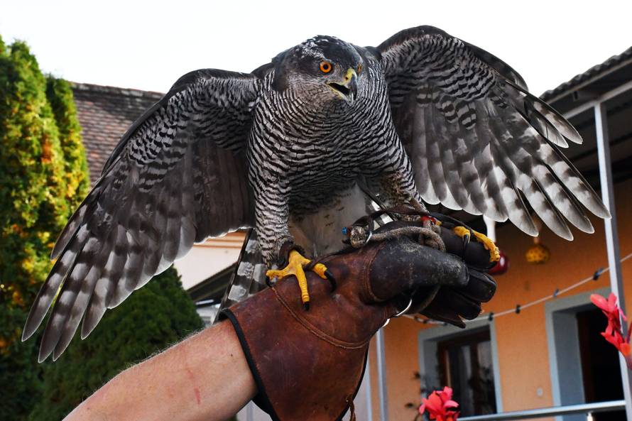 Sokolar Stjepan Alaber iz Zagrađa pokraj Pleternice