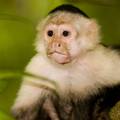 Ljudi za ljubimce imaju 9 vrsta majmuna, a najčešće kapucine