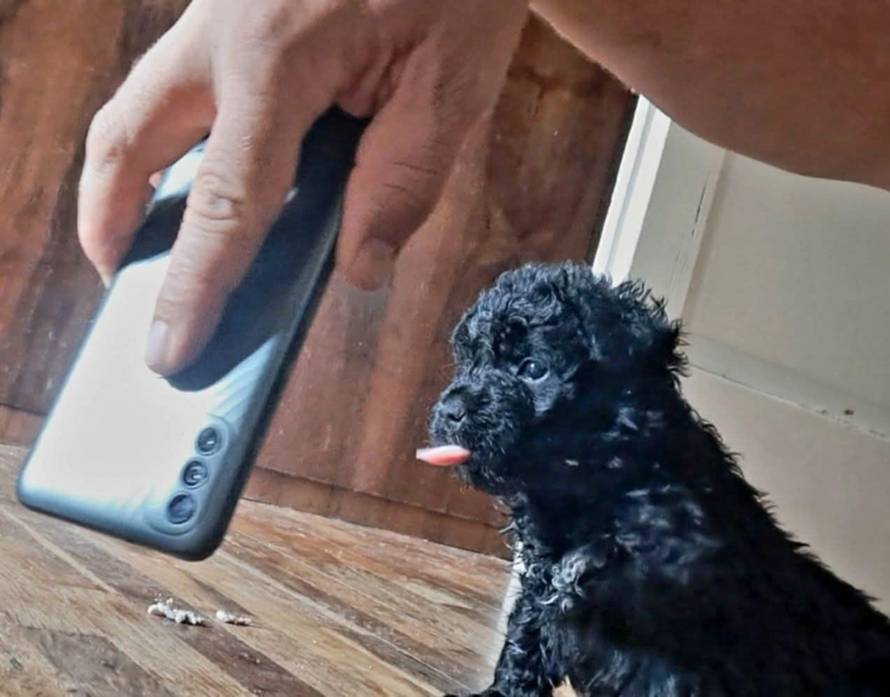 'U ovom štenetu je duh direwolfa iz Igre prijestolja! Njegove moći su čudesne...'