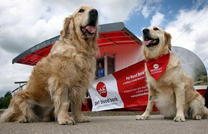 Prva pseća banka krvi otvorena je u Nottinghamu