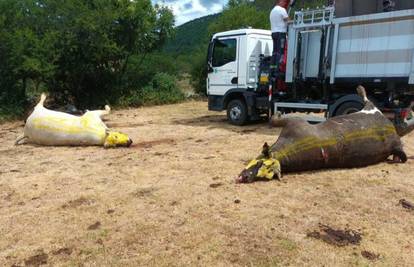 Ministarstvo poljoprivrede za 24sata o pomoru stoke u Zagori: Moguće je trovanje!