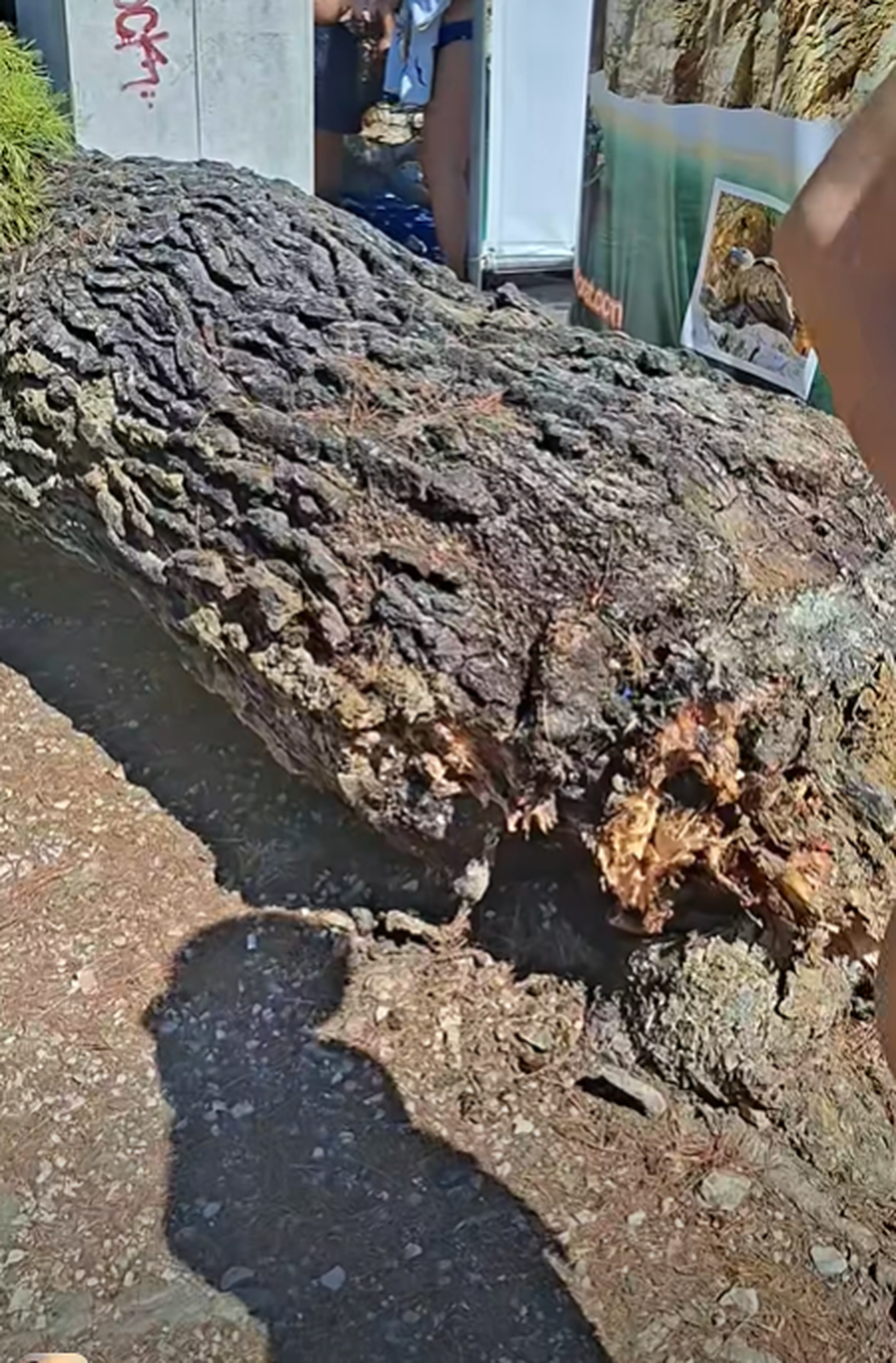 VIDEO DRAMA NA PLAŽI Bor se srušio na kupače u Crikvenici