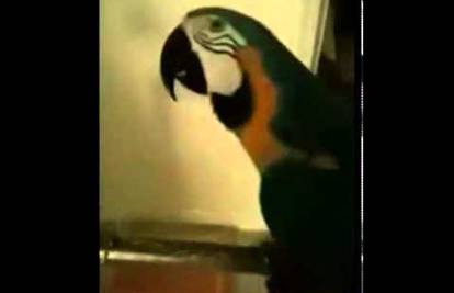 Vulgarni papagaj Pepe toliko psuje da susjedi zovu policiju