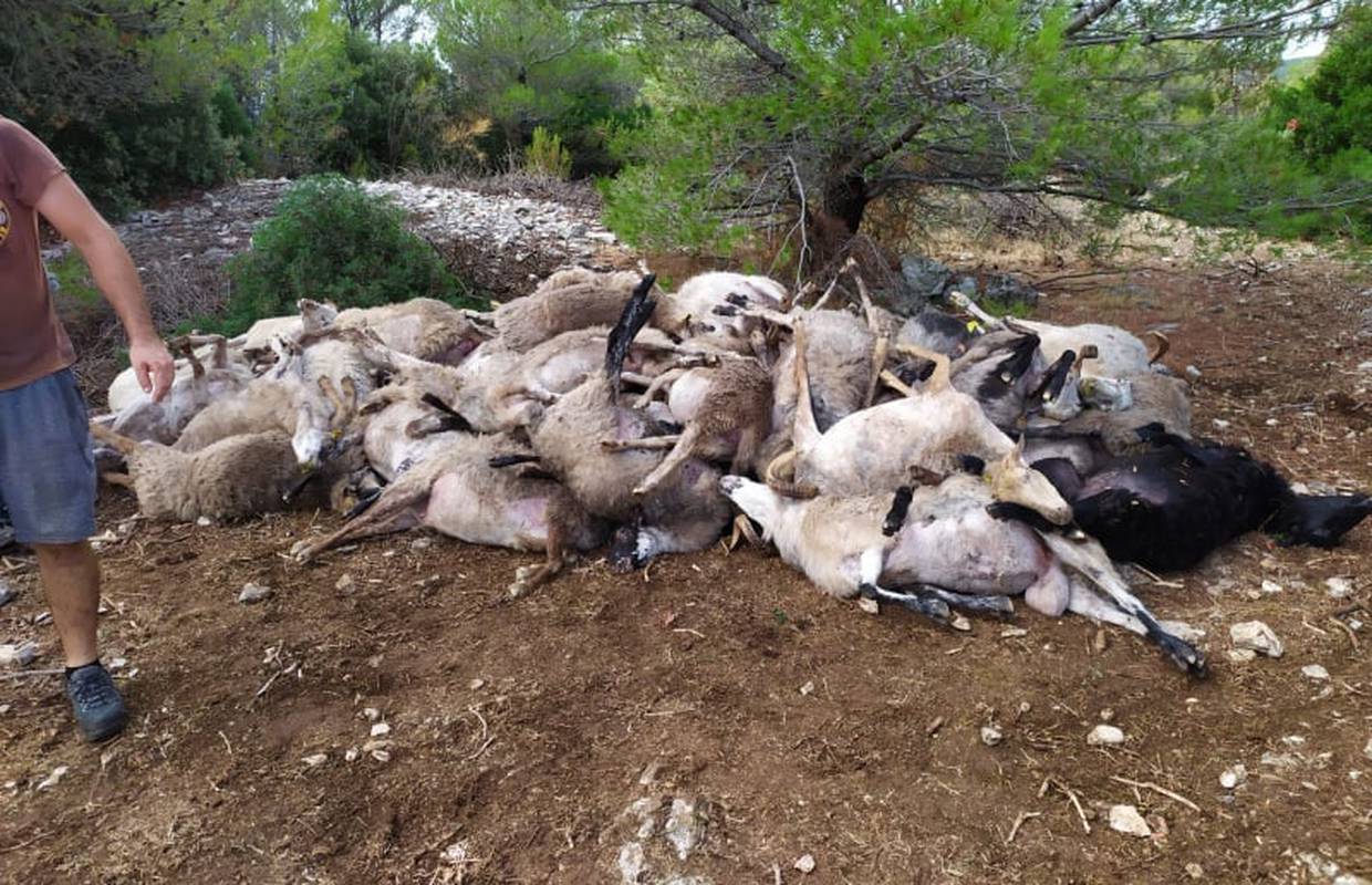 Grom na Braču usmrtio im čak 47 ovaca: 'Ostali smo bez ičega, nisam više u stanju ni pričati'
