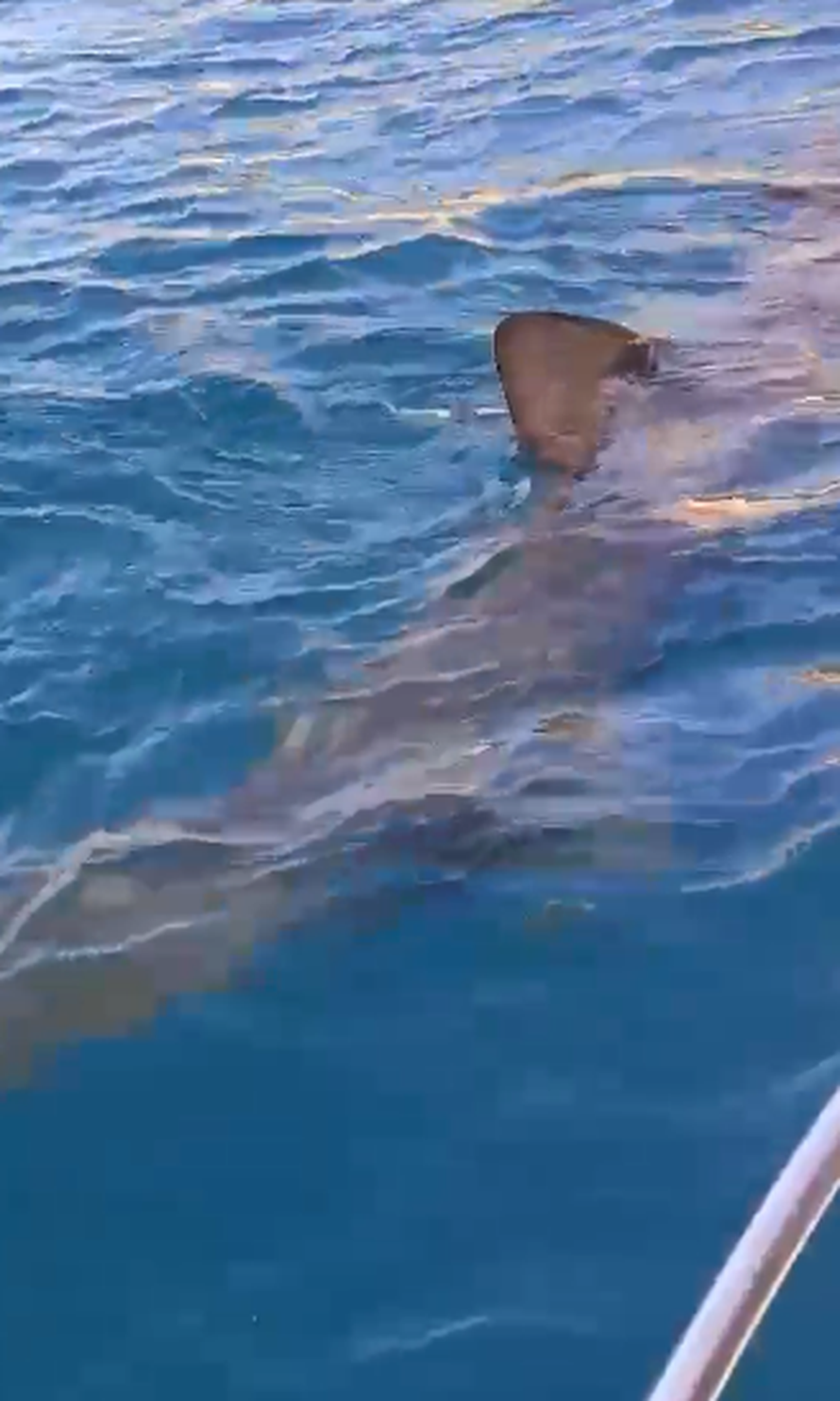 OČI U OČI S NEMANI 'Kraj broda nam je izronila kitopsina od 8 metara, svi smo ostali u šoku!'