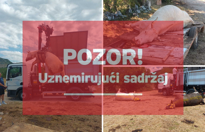 Očajni stočari za 24sata: 'Tuga i jad je u nas pod Svilajom. Meni je 15 krava uginulo, susjedu 4'