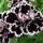 Black CARNATION