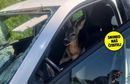 NEVJEROJATNE SCENE Srndać mu razbio šajbu i uletio u auto: 'Sav sam izgreban, imam i ovratnik'