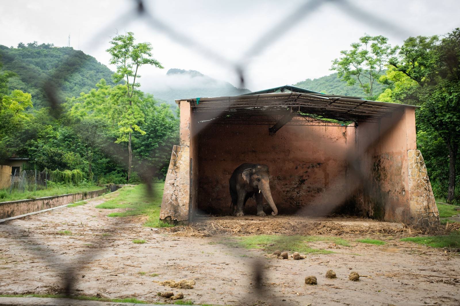 Elephant Kaavan in Pakistan