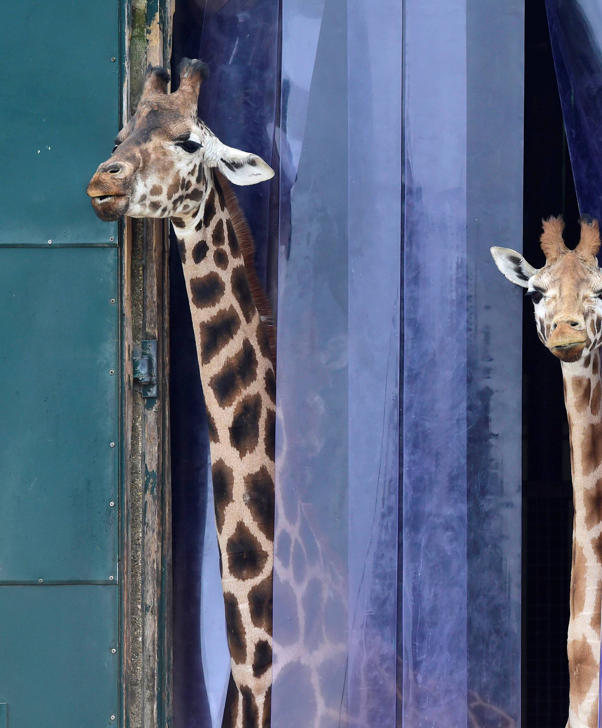 Giraffes look out from their enclosure at Marwell Zoo near Winchester in Britain
