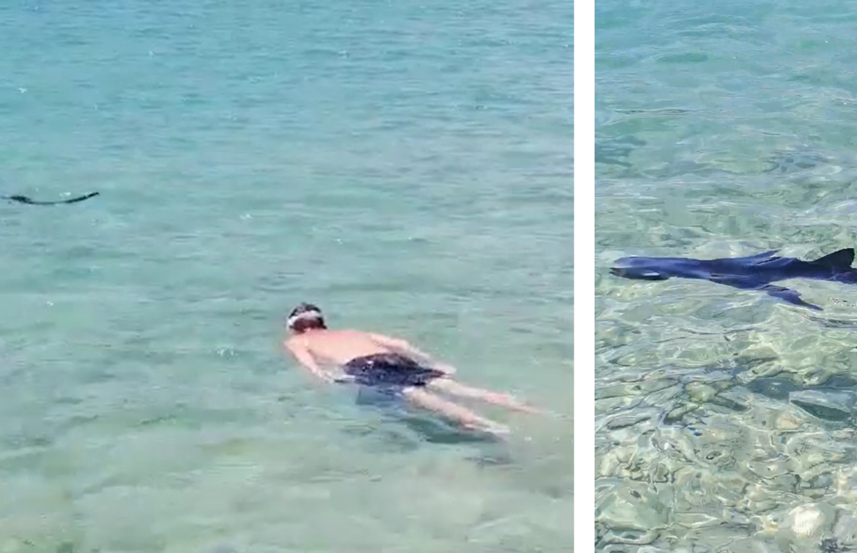 VIDEO Ronioc iz Tisnog zaplivao s morskim psom: 'Ohrabrio sam se i skočio, bilo je nezaboravno'