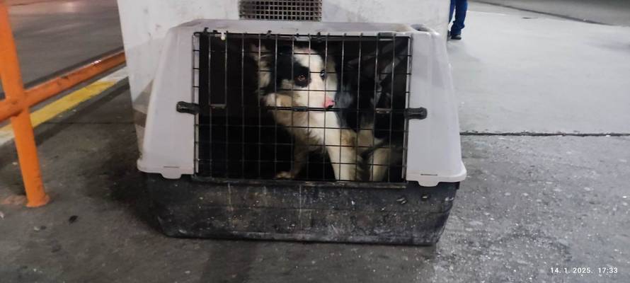 KAKVA PRIČA! Kujica ostavljena na Autobusnom u Zagrebu ima novi dom. Vlasnica je se odrekla