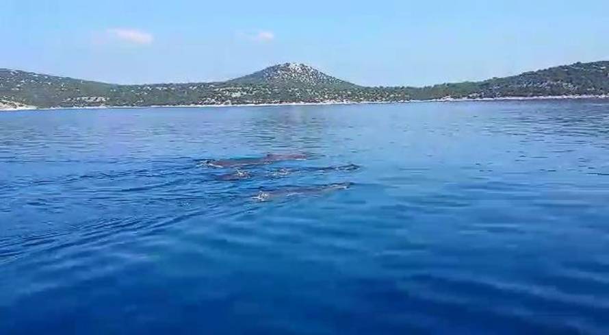 Pomorska policija/Plavi svijet