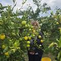 Ana Jura&ccaron;i&cacute;, Neretvanka, koja od mandarina stvara plodove uspjeha i dobrote