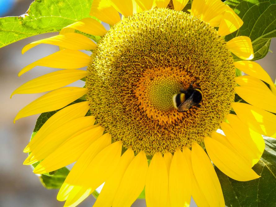 Bumbari pomoću trika potiču biljke da procvjetaju što ranije