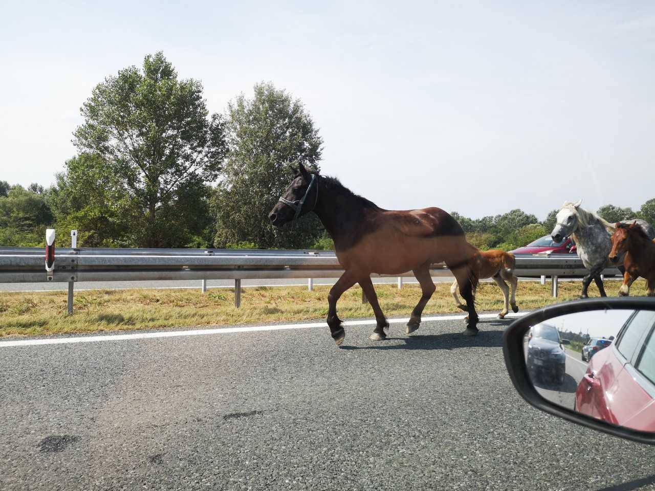 Panika na A3, konji na cesti: 'Kočili smo i micali se desno'