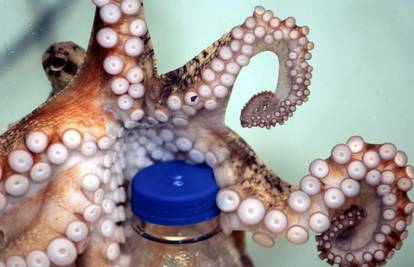 Hobotnica Octi uspješno otvara plastične boce