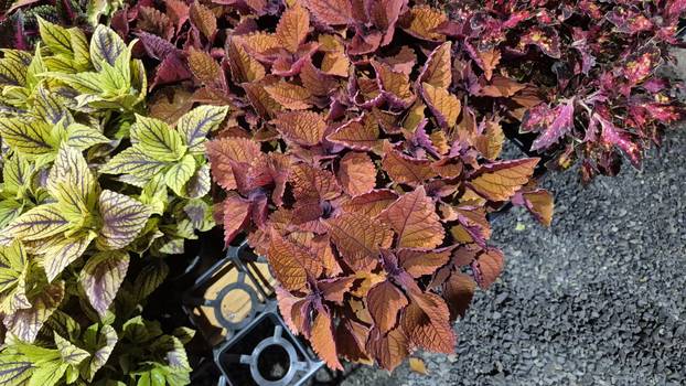 FOTO Cvjetni spektakl u Slavonskom Brodu: Florafest okupio više od 50 izlagača
