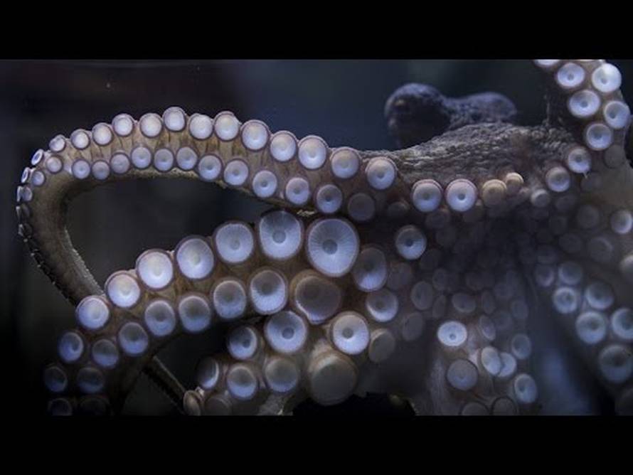 YouTube/SonyNewZeland