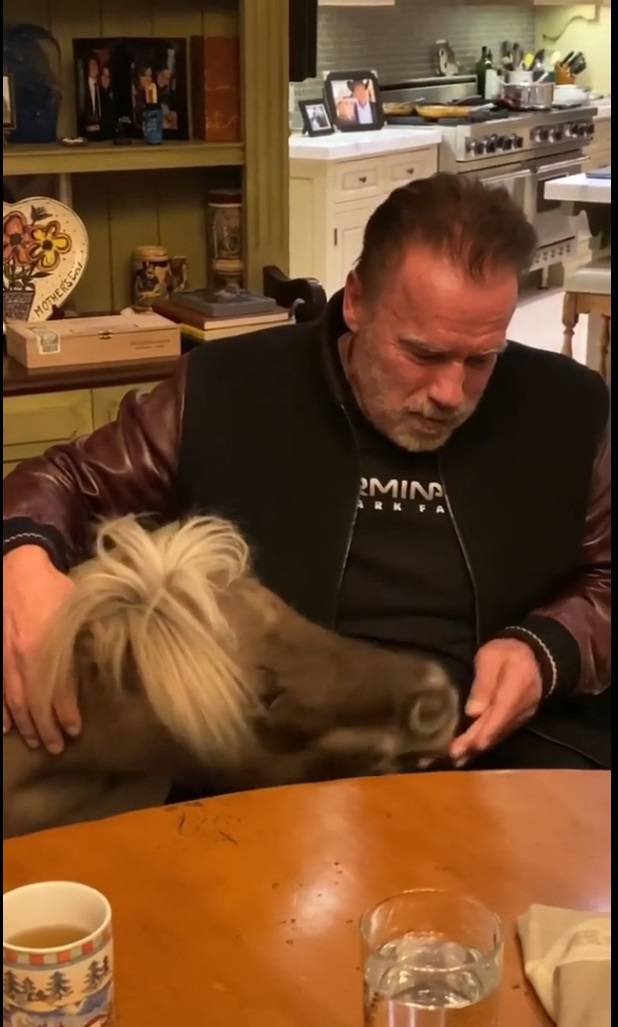 Schwarzenegger hrani ponije u svom domu: 'Ne izlazimo van'