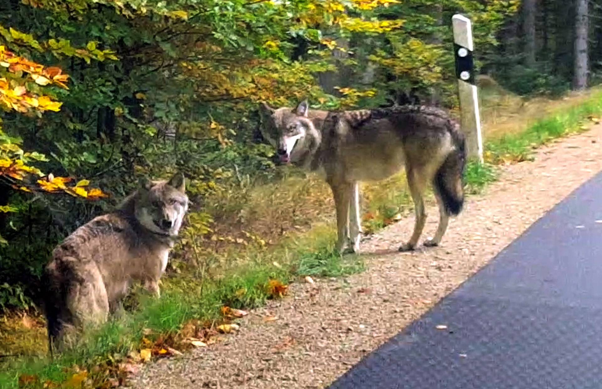 Run-away wolves in the Bavarian Forest
