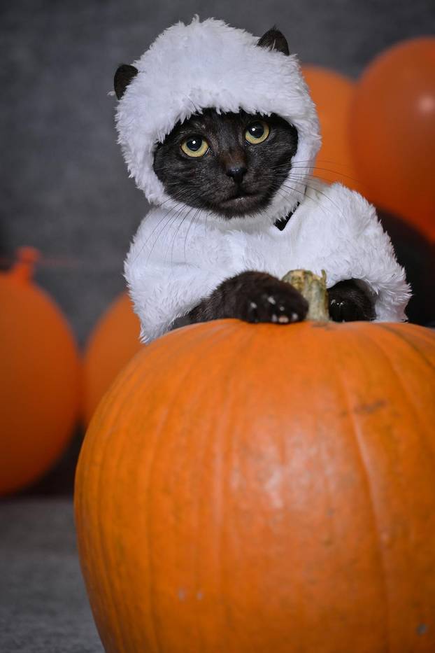 Sklonište u Dumovcu poziva na posebno jesensko udomljavanje pasa i mačaka
