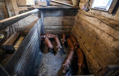 Vlada donijela program potpore svinjogojcima zbog afričke svinjske kuge od 7,5 mil. eura