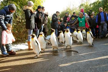 People follow king penguins exploring their outdoor pen at Zurich's Zoo