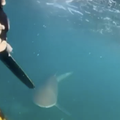 Tinejdžere u Australiji napao je morski pas: Samo se čuo vrisak