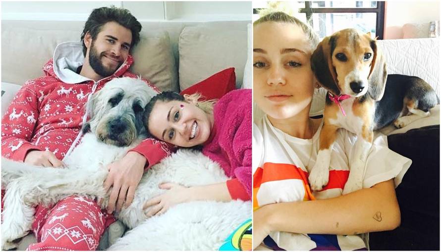 Borba oko skrbništva: Miley ne da Liamu svojih 15 ljubimaca