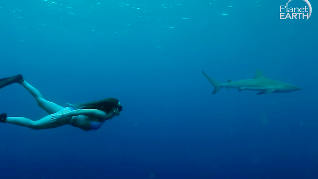 Ona je seksi i ničeg se ne boji: Pliva s morskim psima i uživa