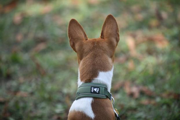 Nacionalna izložba pasa "Velika Gorica Trophy 2025"